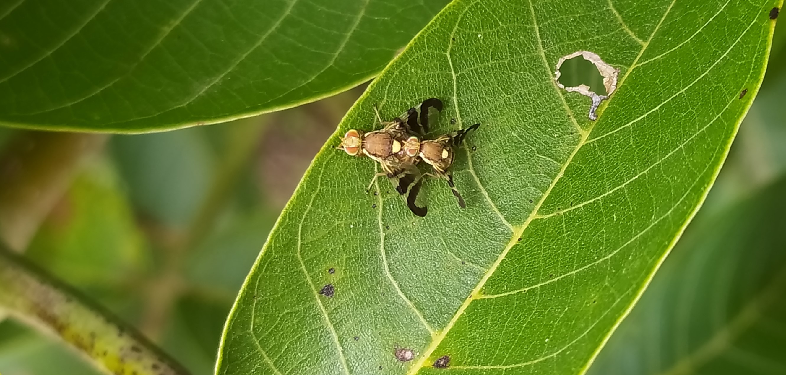 Növényvédelmi teendők – fokozottan figyeljünk a nyugati dióburok-fúrólégyre!